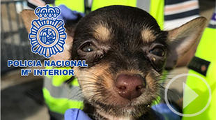 Desmantelado un criadero ilegal de perros y rescatados 17 cachorros