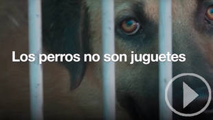 Los animales no son juguetes, cuídalos toda su vida