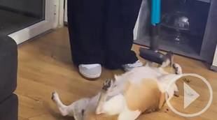 El curioso caso del perro que se cree alfombra