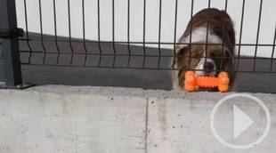 La mágica pausa de un obrero con un cómplice canino