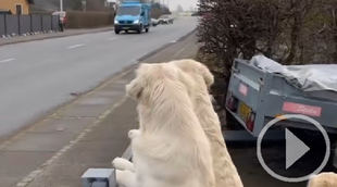 La ilusión de unos perros a la llegada del camión de los helados