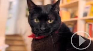 Una gata negra y libros rescatados: La fórmula mágica de una librería única en la capital