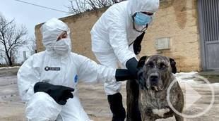 Alpha, rescatada por El Refugio en plena 3ª ola