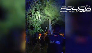 Rescatado un pavo real atrapado entre las ramas de un árbol en Santa Eugenia