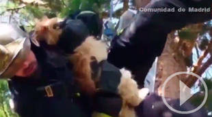 Los bomberos saben cómo bajar a un gato de un árbol