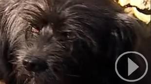 Tres ángeles de cuatro patas salvan la vida de Luis