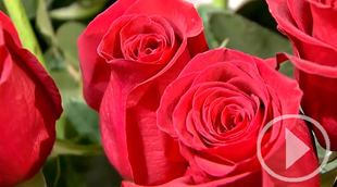 Las rosas, las flores que más se regalan en San Valentín
