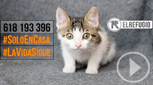 El Refugio ayudará también a los gatos de afectados por Covid-19