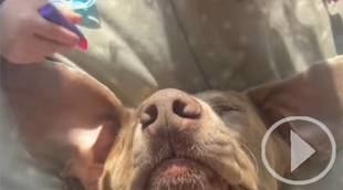 Halle y Frank y la adorable sesión de spa