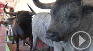 El Tour de Las Ventas y el Museo taurino retoman su actividad