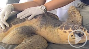 El 95% de los españoles, preocupado por la conservación de los mares