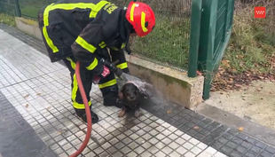 Un bombero limpia al perro tras su rescate