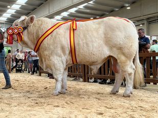 Un ejemplar bovino madrileño de raza charolesa, premiado en la mayor feria agropecuaria del país