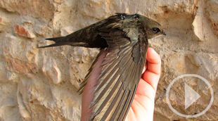 Se celebra por primera vez el Día Mundial del Vencejo