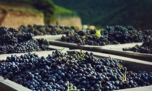 España y los vermuts: ¿A qué se debe la tendencia y el interés?