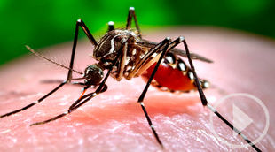 El zumbido de los mosquitos, lo más odiado del verano