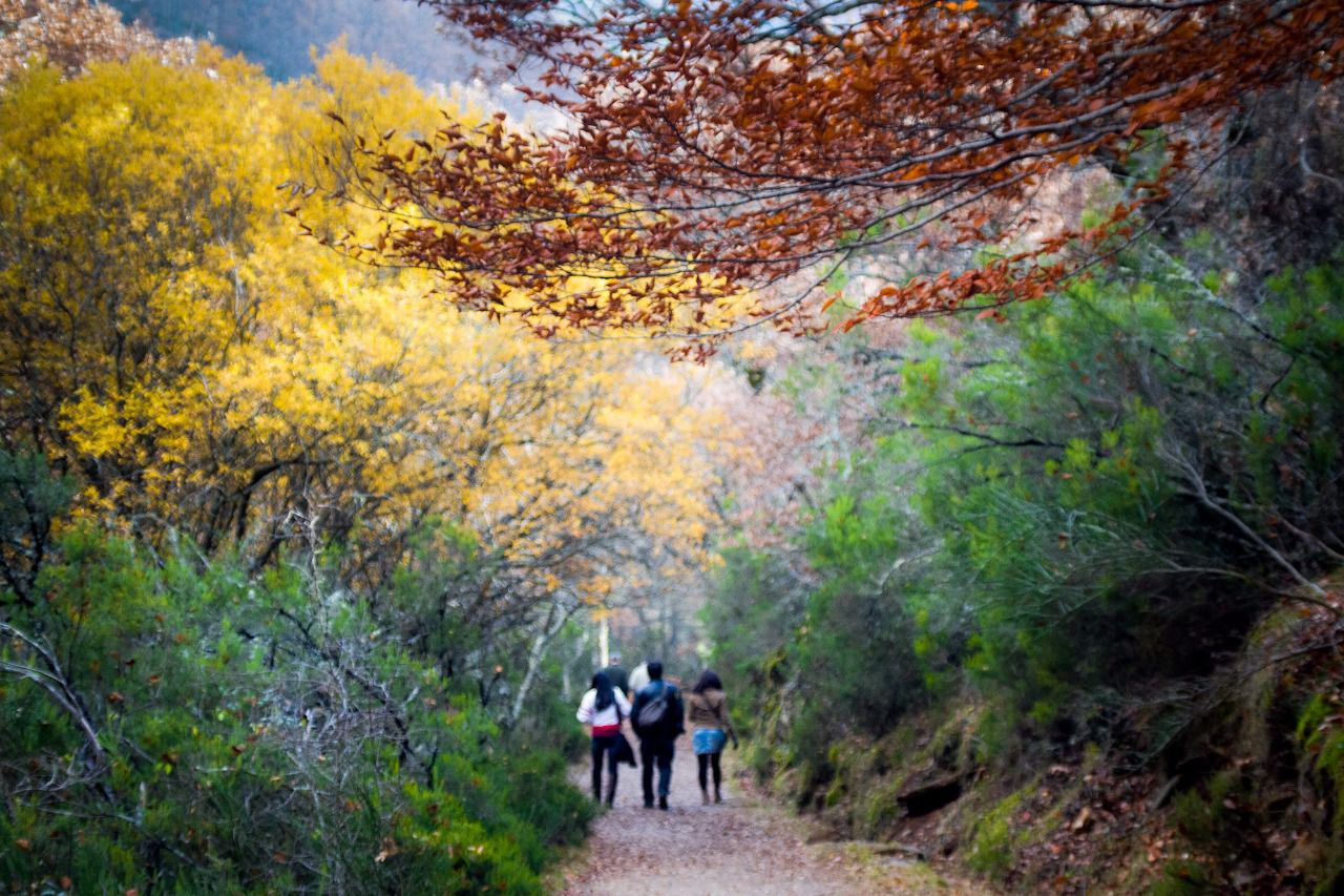 Hayedo en otoño