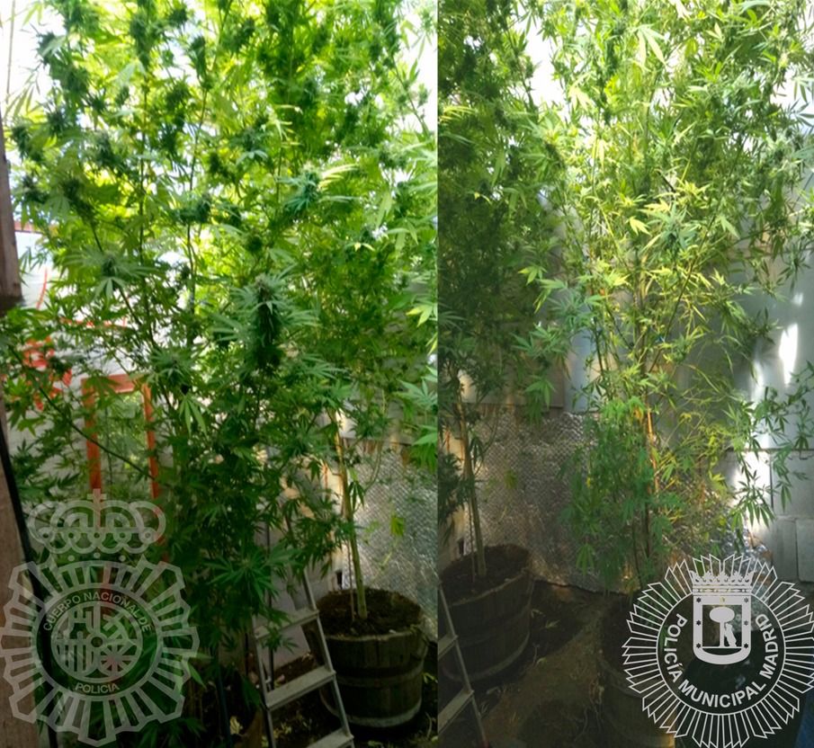 (Foto: Policía Municipal de Madrid)