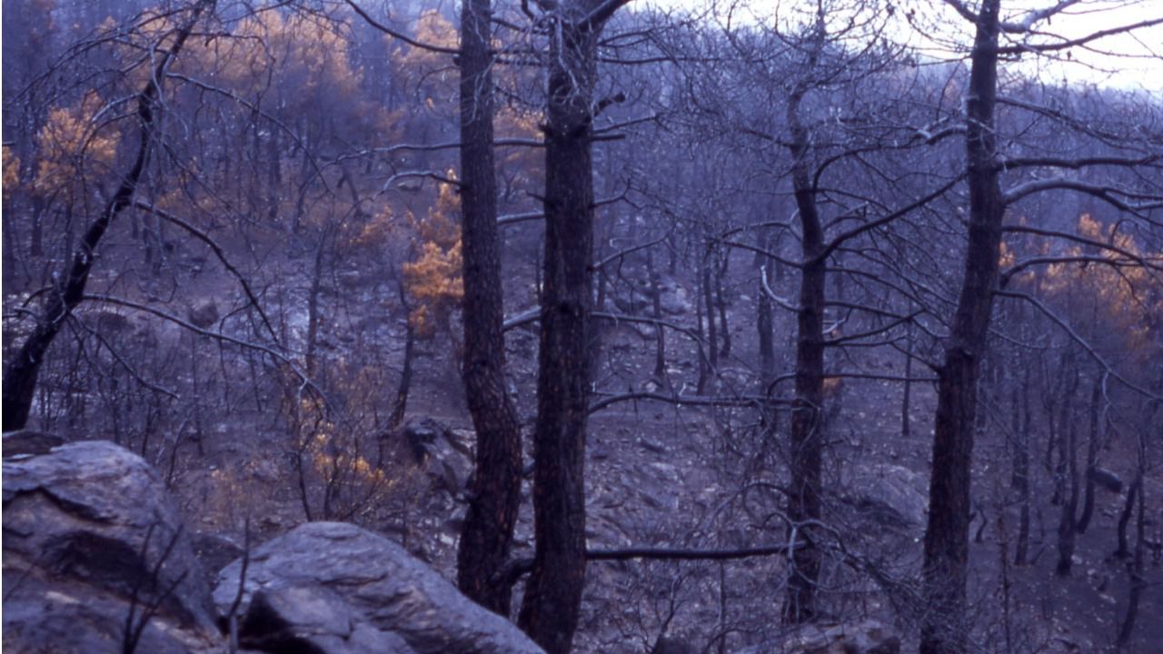El monte Abantos tras el incendio. (Foto: Ayuntamiento de San Lorenzo de El Escorial)