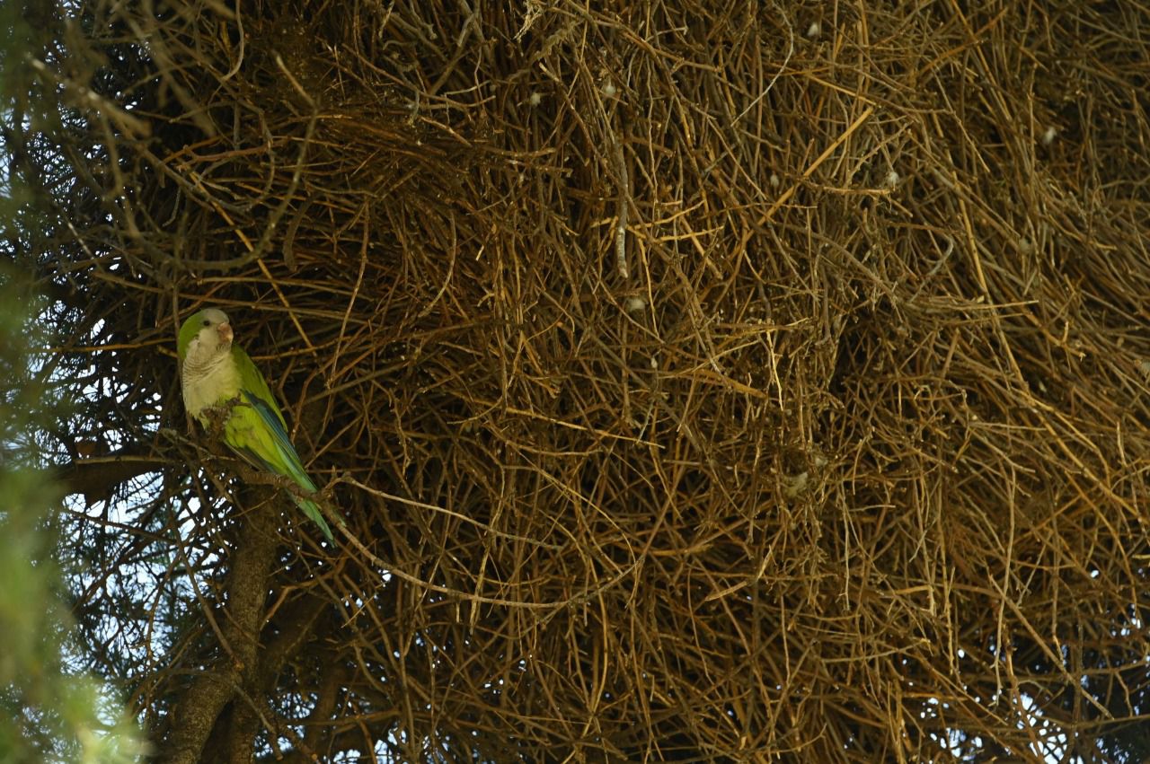 Hay nidos de cotorra que pueden llegar a pesar más de 100 kilos (Foto: Chema Barroso)