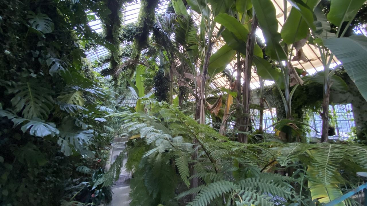 Interior estufa de Las Palmas