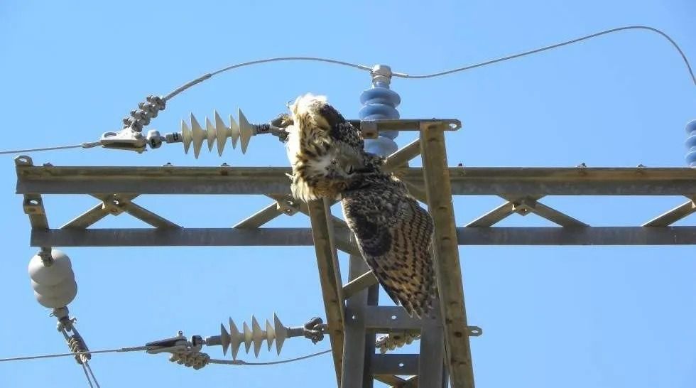 Ave electrocutada (Foto: Vecinos por Algete)