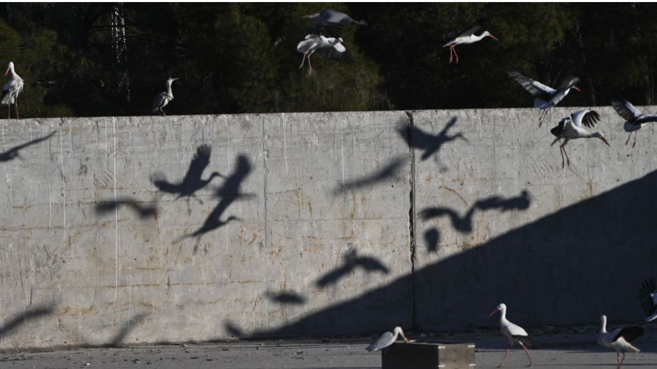 Punto de alimentación suplementario para cigüeñas. Foto: Chema Barroso
