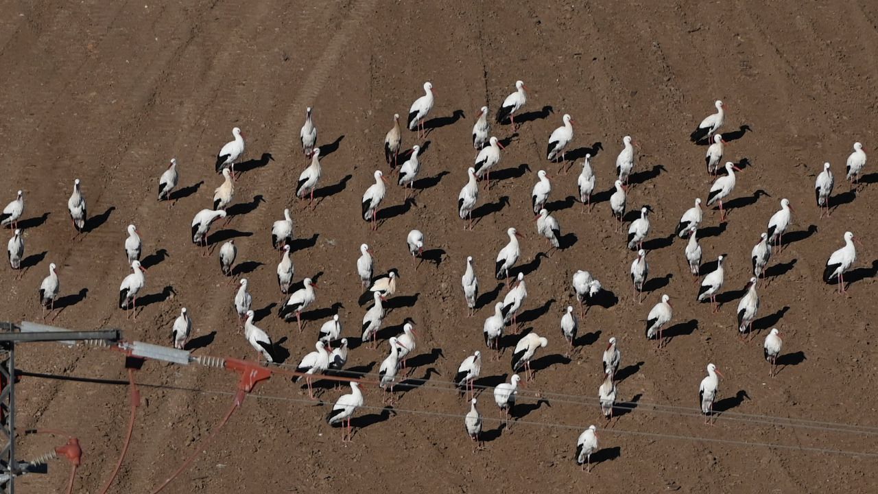 Cigüeñas esperan su comida en Alcalá. Foto: Chema Barroso