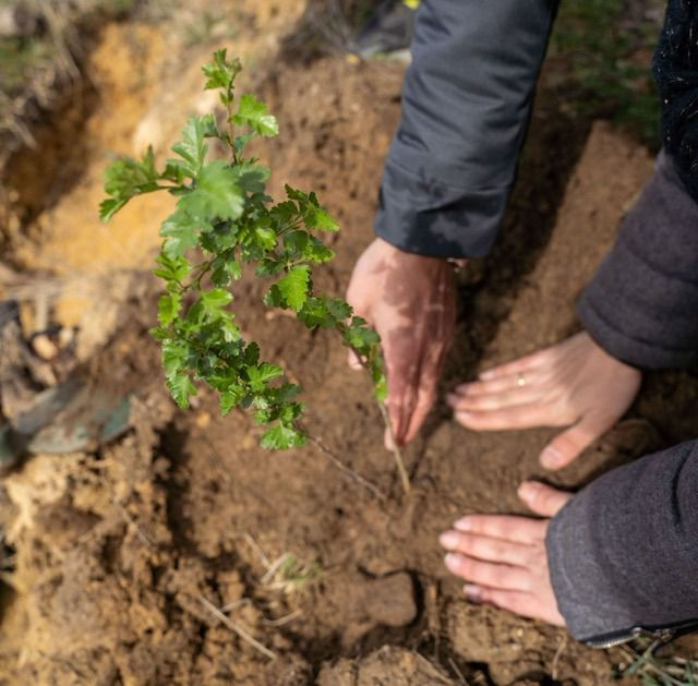 Proyecto de reforestación de Alsa en Palencia