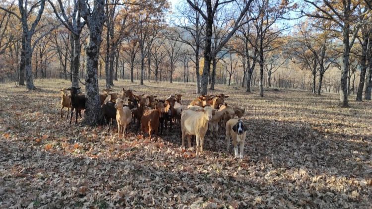 Las cabras de La Caperuza