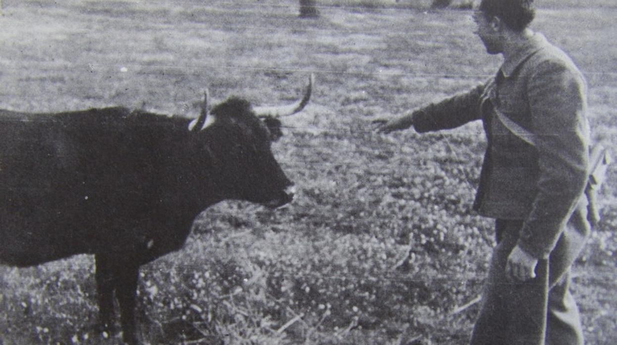 Miguel Hernández tentando un toro en Jaén