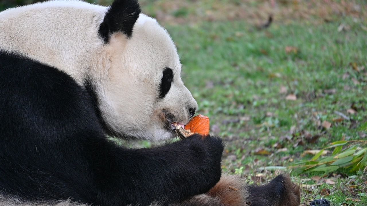 Foto: William Criollo