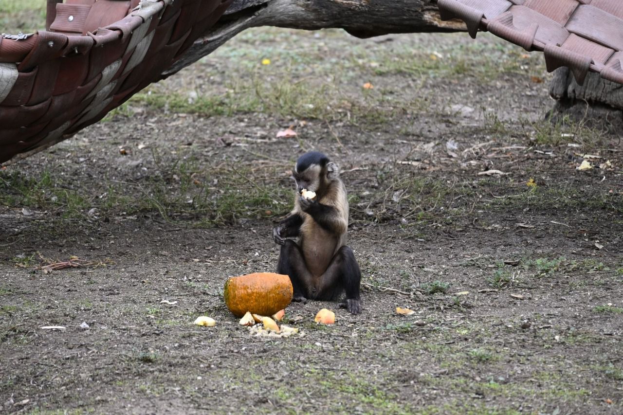 Foto: William Criollo