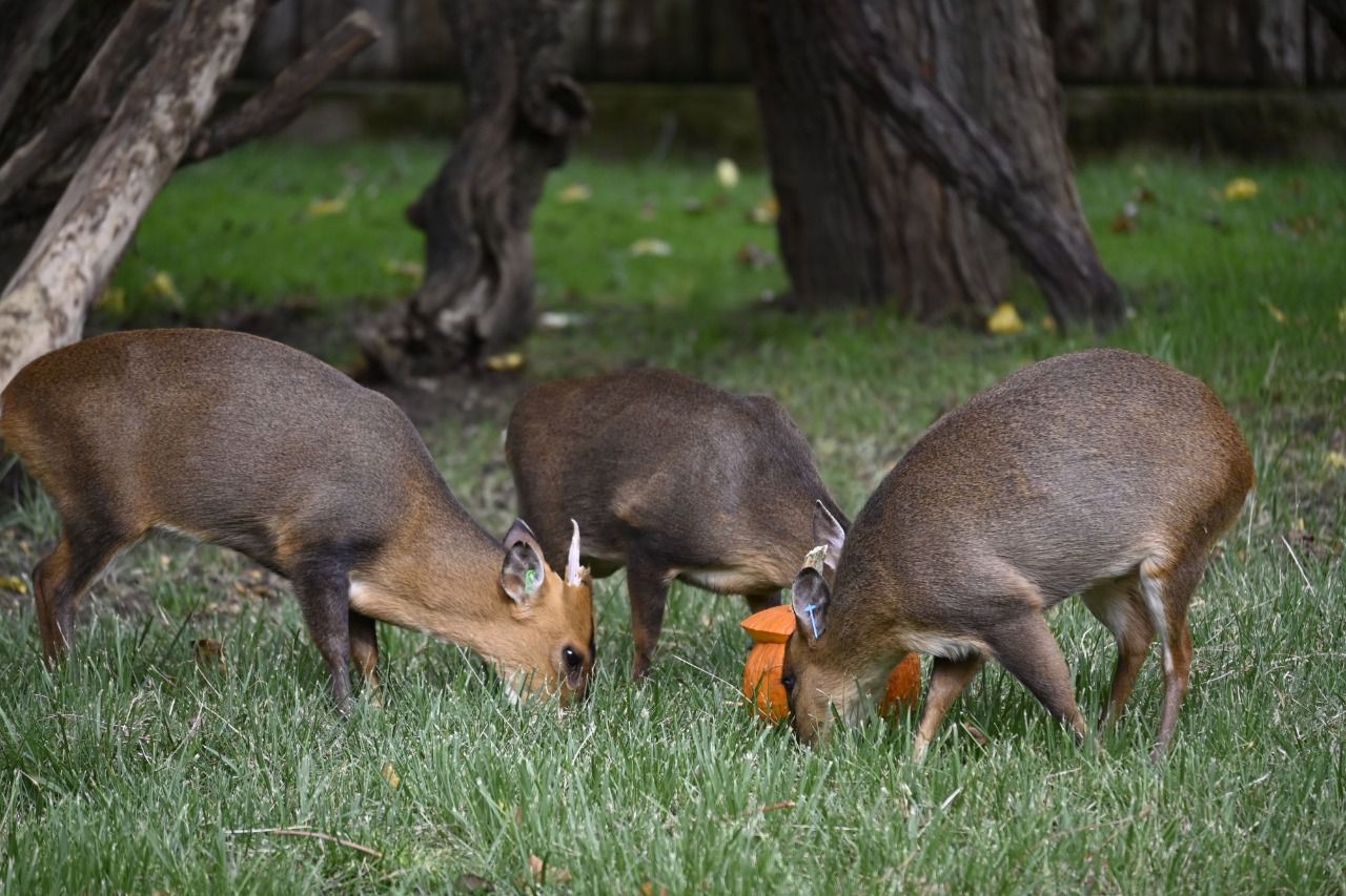 Foto: William Criollo