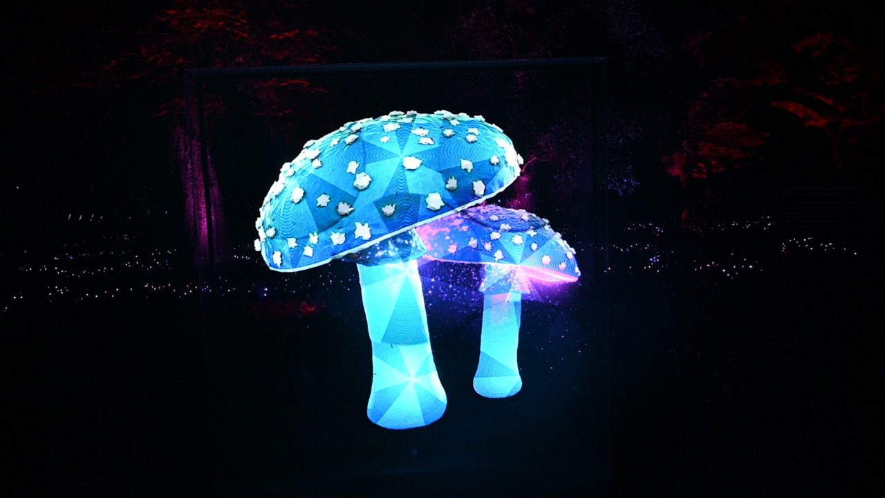 Experiencia lumínica en el RJB. Foto: William Criollo