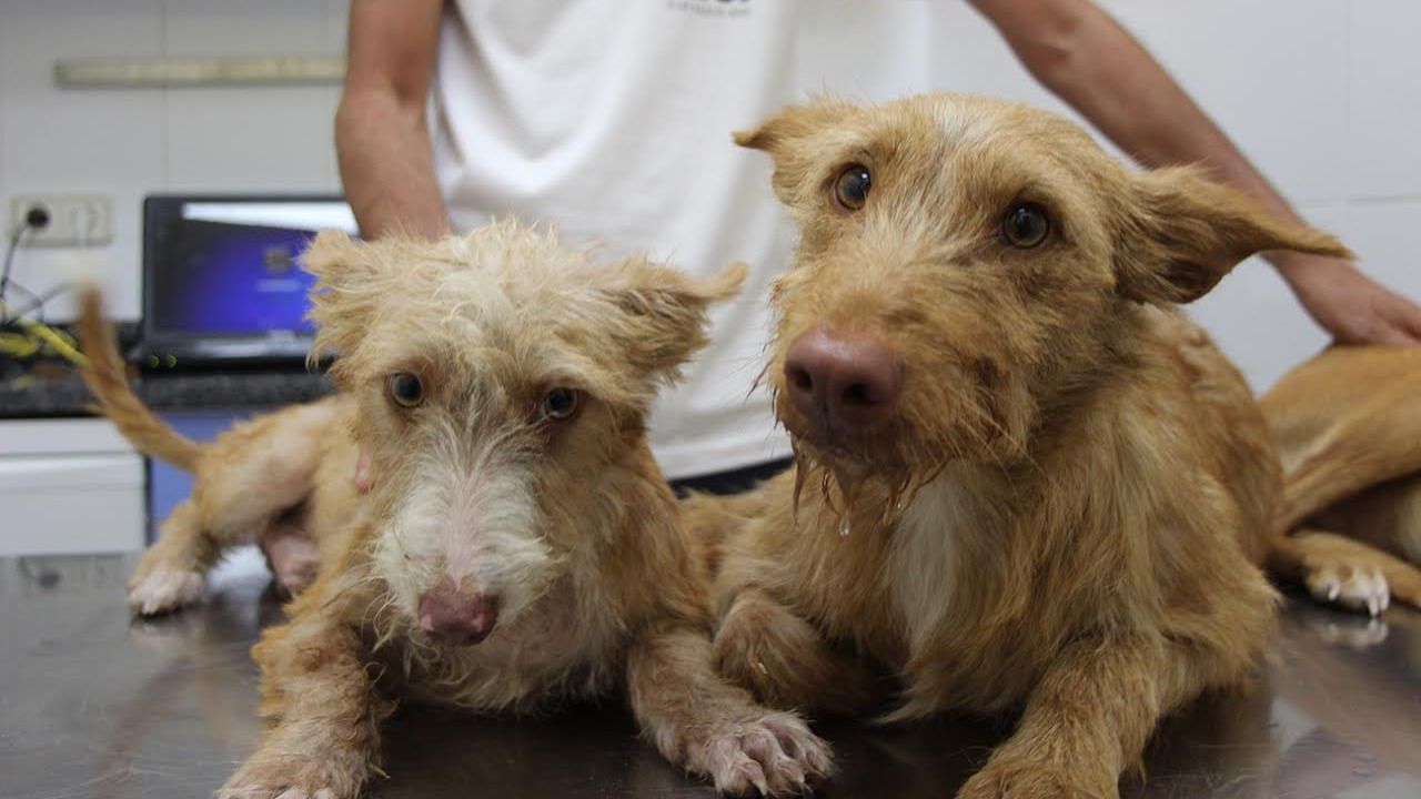 Perros de caza rescatados tras su abandono (Foto: El Refugio)