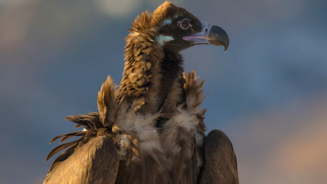 Buitre nego (Foto: Javier Gómez)