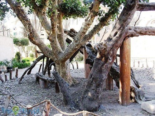 La Higuera de El Cairo