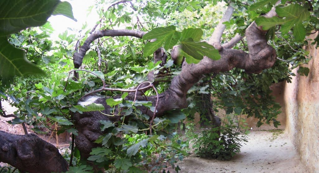 La higuera de Miguel en Orihuela