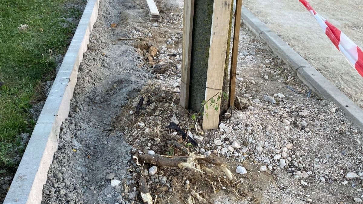 Daño en el arbolado (Foto: Mesa del Árbol de Carabanchel)