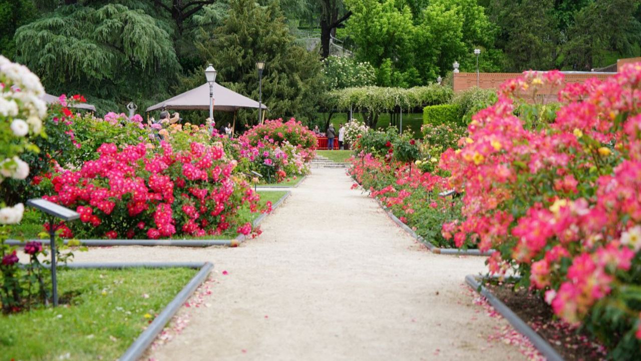 Rosales en Madrid (Foto: Roberto Alcolea)