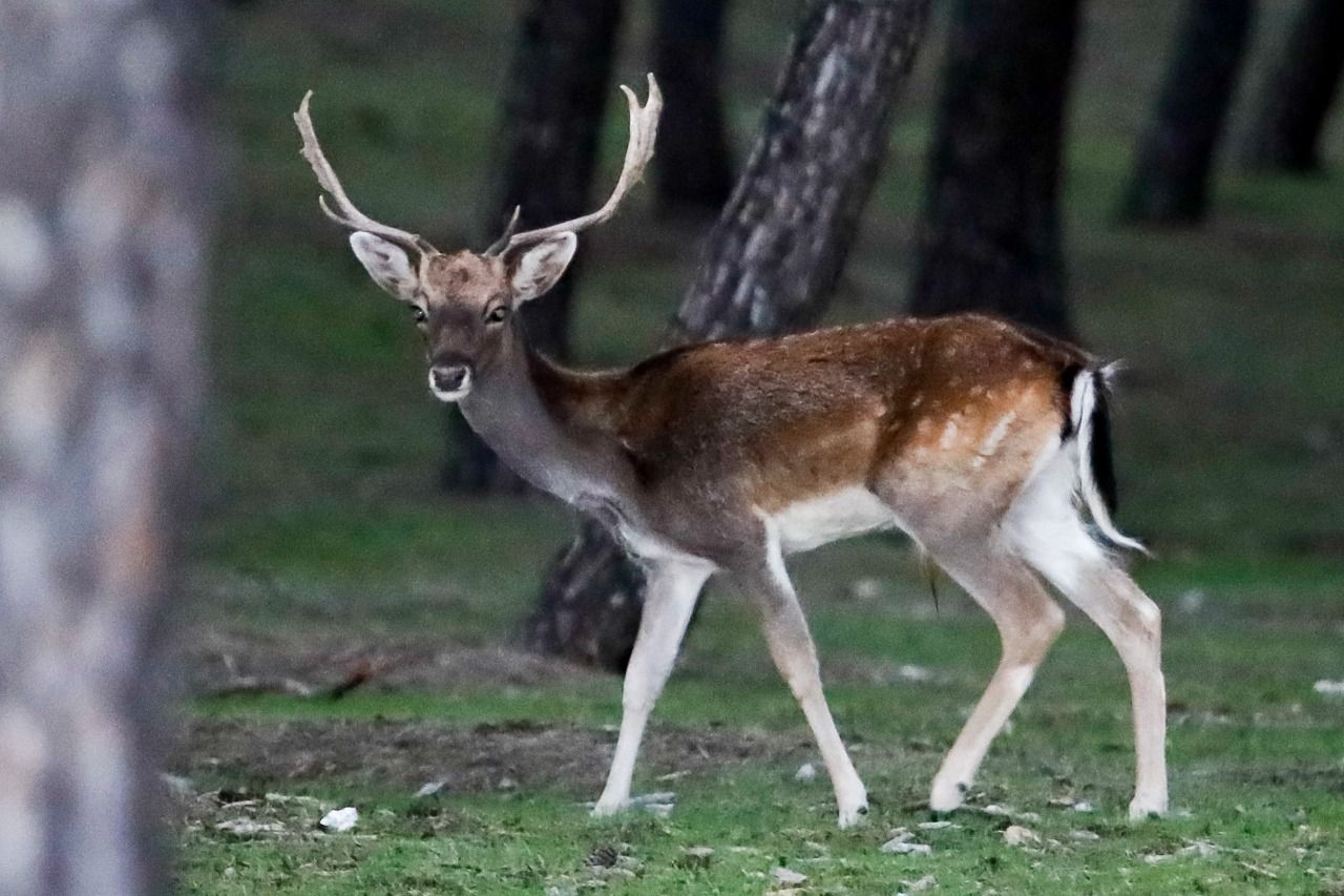 Un gamo en el Monte del Pardo (Foto: Kike Rincón)