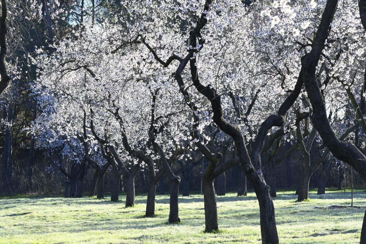 Almendros en flor en la Quinta de los Molinos (Foto: Chema Barroso)