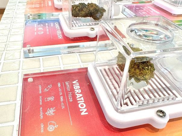 Cogollos de cannabis CBD expuestos en la tienda de Cannactiva de Madrid