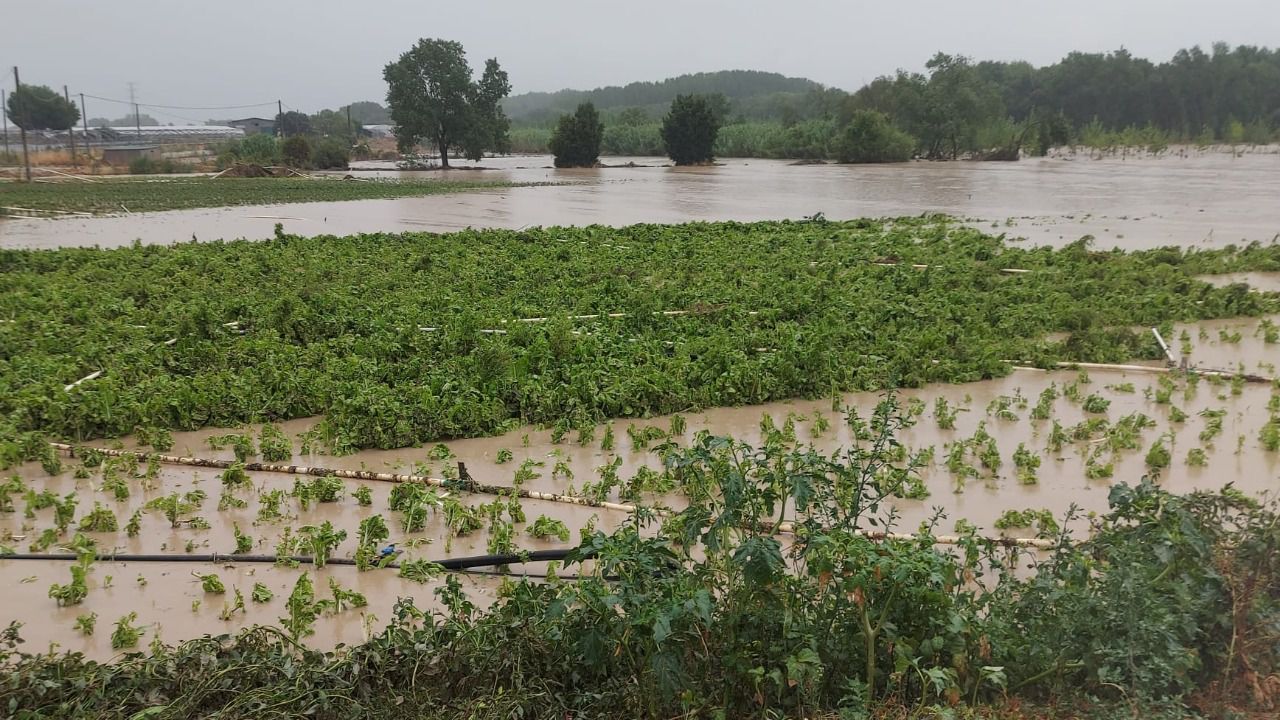 La DANA ha destrozado cultivos agrícolas en el oeste madrileño. Foto: UGAMA