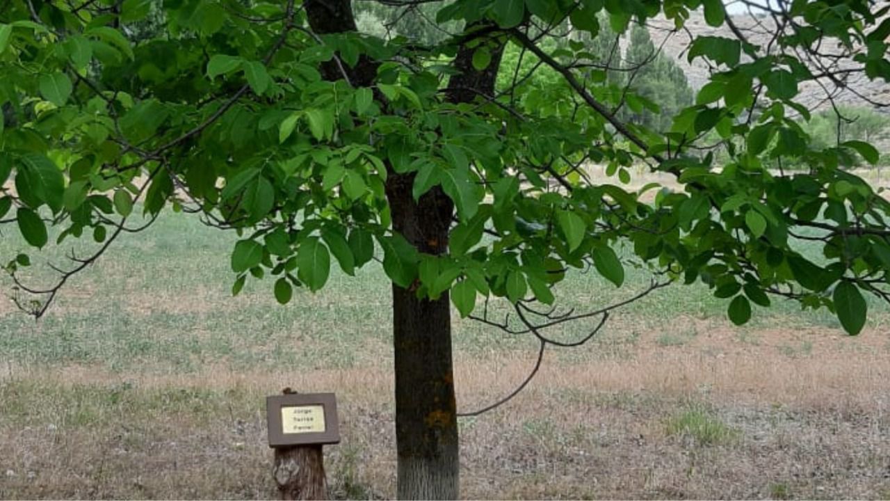 Árbol con el nombre de Ana María Gutiérrez en Segovia. Foto: WWF