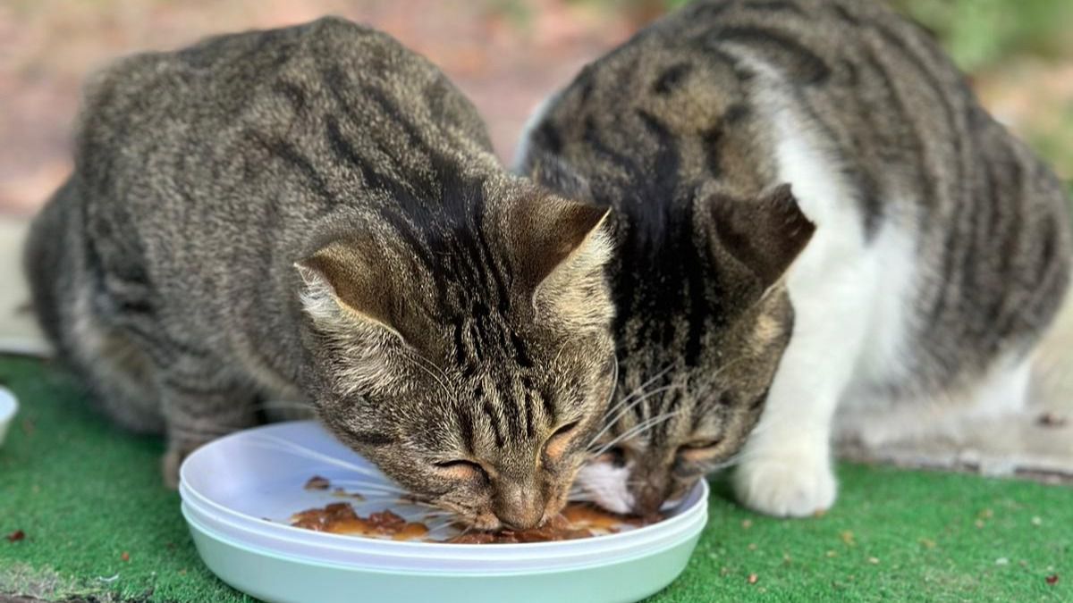 A los gatos esterilizados se les marca con un pequeño corte en la oreja la derecha si son machos y la izquierda si son hembras. Foto: AGAR