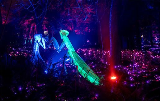 Naturaleza Encendida: Insectos