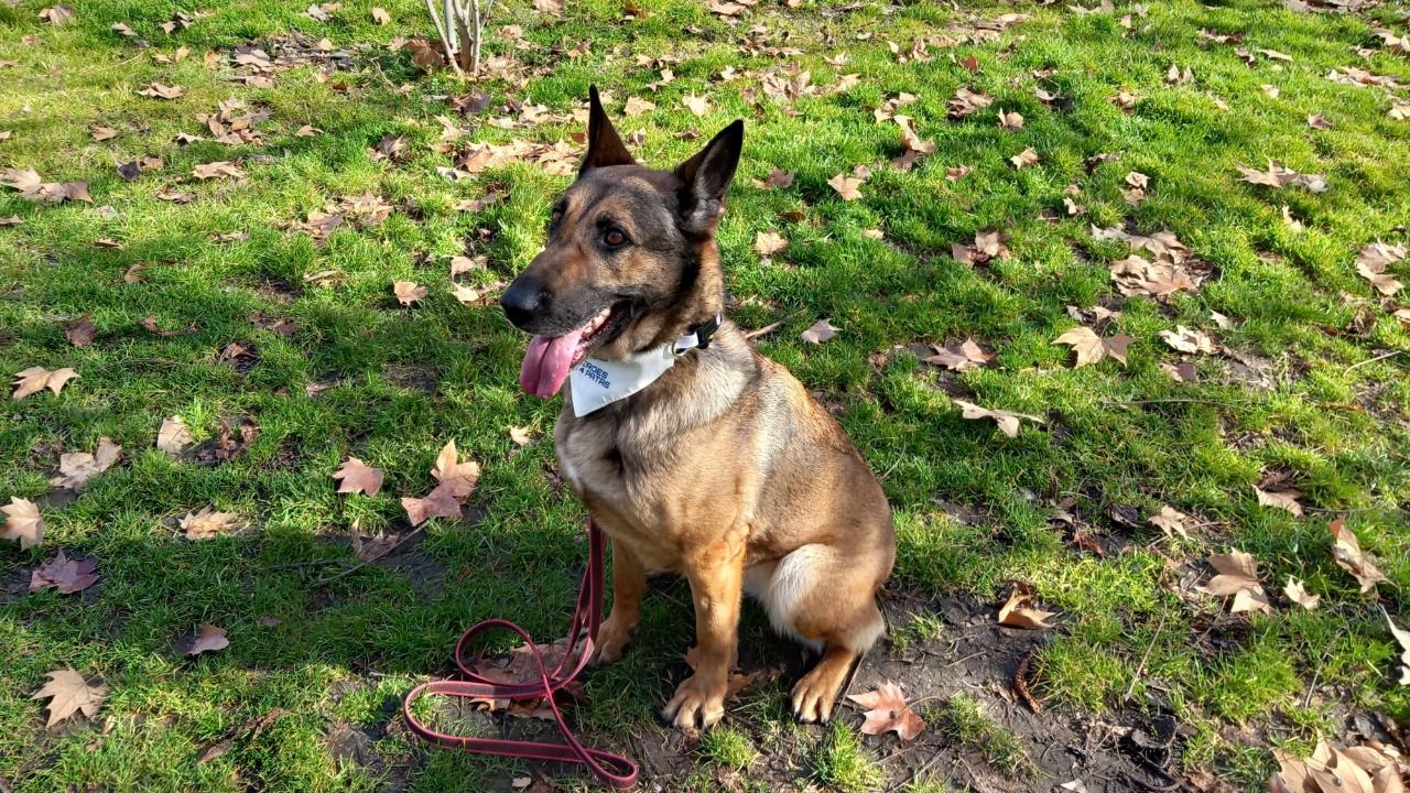 Poppet, Héroes de 4 Patas (MDO)