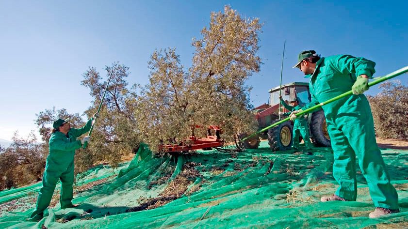 Trabajadores en un olivar (Foto: Dcoop)